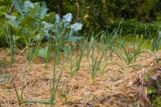 Onion Plants In The Ground Covered With Straw Mulch