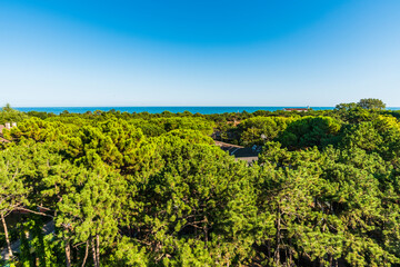 Fototapeta na wymiar A different look. The pine forest of Lignano Sabbiadoro from above.