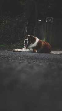Saint Bernard Lying on the road 