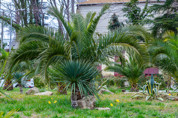 Green area of palm trees and yucca