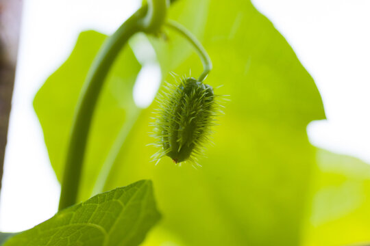 Chayote Squash On Tree