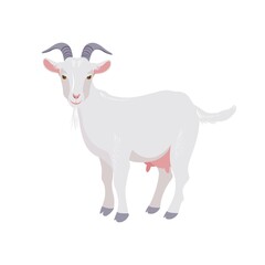 Goat isolated on white. Domestic farm animal. Vector