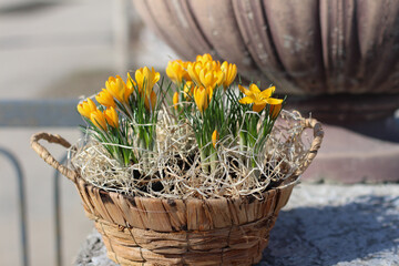 Yellow crocuses in a wicker basket against the background of a concrete flowerpot in the park