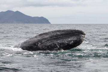 Gray whale (Eschrichtius robustus). Head of a gray whale close up. A whale in its natural habitat. Portrait of a whale in the water. Arctic marine animals. Bering Sea, Chukotka, Far East of Russia. © Andrei Stepanov
