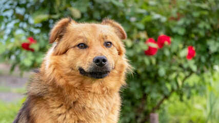 Brown dog close up near a bush of roses