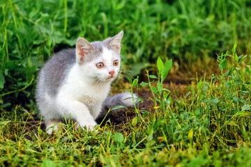 Small kitten in the garden among the green grass. The cat looks intently forward