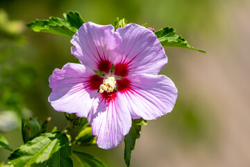 Fototapeta premium Pink hibiscus in the garden in sunny weather