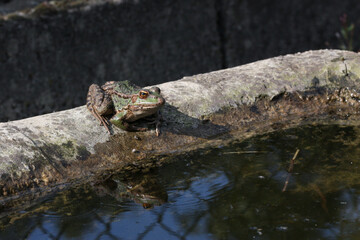 Iberian waterfrog on the edge of a cattle trough