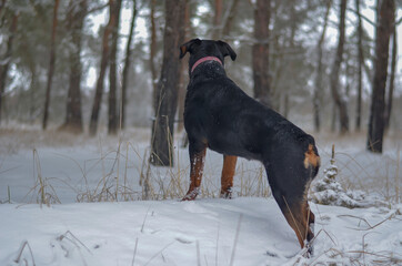 Rottweiler in the winter forest view from the back.
