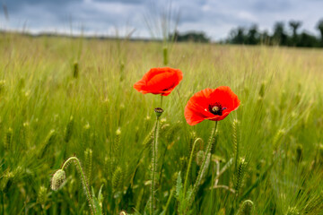 Papaver rhoeas on field of green wheat