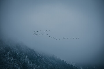 birds flying in formation over cloudy mountains