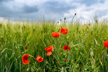 Papaver rhoeas on field of green wheat