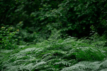 wet bushs of ferns in the dark forest green bockeh