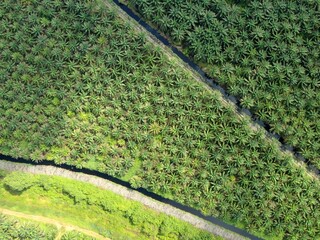 The Palm Oil Estates at Sarawak, the Borneo Island, Malaysia
