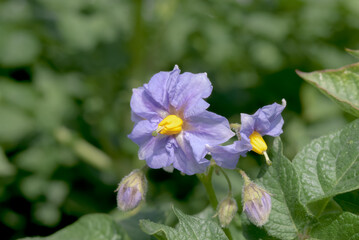 Fototapeta premium Potato (Solanum tuberosum) in vegetable garden