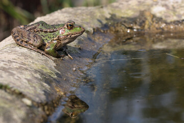Iberian waterfrog on the edge of a cattle trough