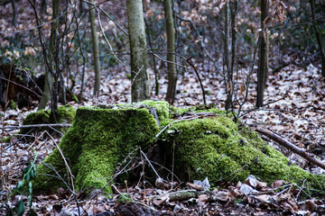 Moosinger Baumstumpg