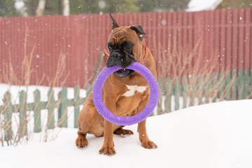 a boxer dog sits in the snow and holds a toy rubber ring in its teeth on a winter day against the background of a country plot and a red fence