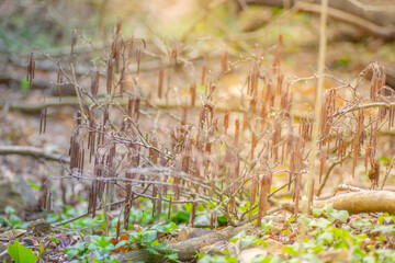 grass in the forest