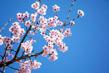 満開の桜（稲城市）｜柔らかな光に照らされた繊細な桜の花びらに心が和みます
