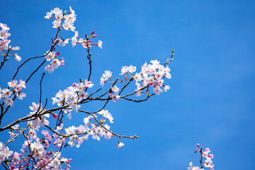 桜のつぼみ（東京都若葉台）｜桜は花だけではなく、つぼみもピンク色で可愛らしく美しいですね