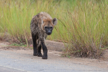 Fototapeta premium A young Spotted Hyena cub walking down the tar road towards the camera, Kruger National Park. 