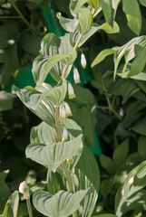 Solomon's Seal (Polygonatum multiflorum) in forest, Central Russia