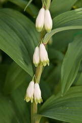 Obraz premium Solomon's Seal (Polygonatum multiflorum) in forest, Central Russia