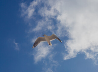 Seagull