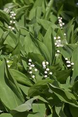 Lily of the Valley (Convallaria majalis) in forest, Central Russia