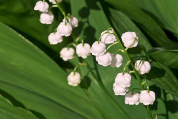 Lily of the Valley (Convallaria majalis) in forest, Central Russia