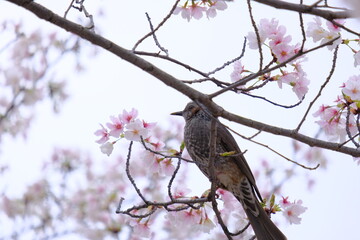 bulbul on the cherry blossom branch