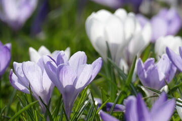 Fototapeta premium Blühende Krokusse, Close-Up, Deutschland, Europa