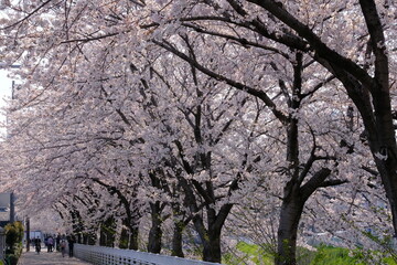 cherry blossom