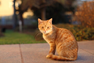 Portrait of Playful Ginger Cat outdoors in the garden