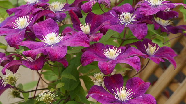 Detailansicht von Clematis Jackmanii 'Purpurea, traumhafte Waldrebe mit vier gro&szlig;e dunklen Rotviolett  Bl&uuml;tenbl&auml;tter mit gewelltem Rand entlang einer Pergola wachsen