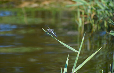 a large dragonfly resting on a reed leaf on the shore of the lake, behind a dragonfly blurred water background