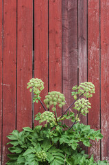 Fototapeta na wymiar Angelica Archangelica plant against red wooden wall