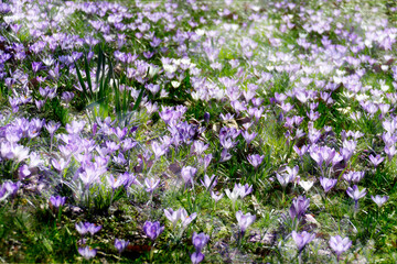 Blühende Krokusse, Close-Up, Deutschland, Europa