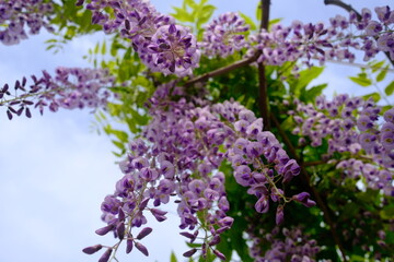 Fototapeta premium Wisteria flower chandelier