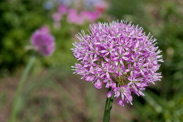 Flowering Onion (Allium aflatunense) in garden