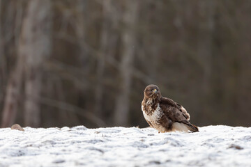 Myszolow zwyczajny Buteo buteo
