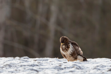 Myszolow zwyczajny Buteo buteo  © Robert