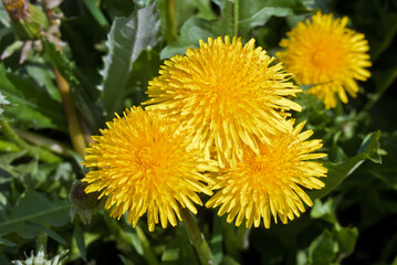 Common Dandelion (Taraxacum officinale) in meadow