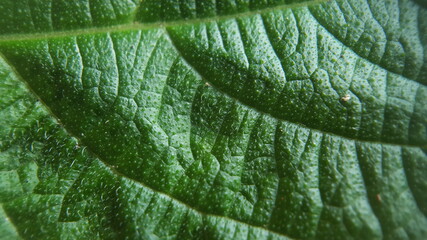 green leaf macro.suitable for background and wallpaper