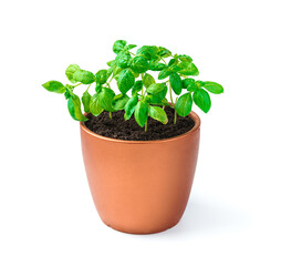 Basil sprouts in a pot on a white background. Side view.
