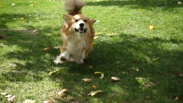 funny welsh corgi fluffy dog walking outdoors