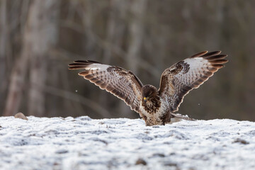 Myszolow zwyczajny Buteo buteo
