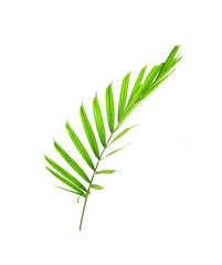 Tropical palm leaf isolated on white background. Small palm leaf for bouquet decoration