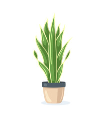 Flower in pot isolated on white background